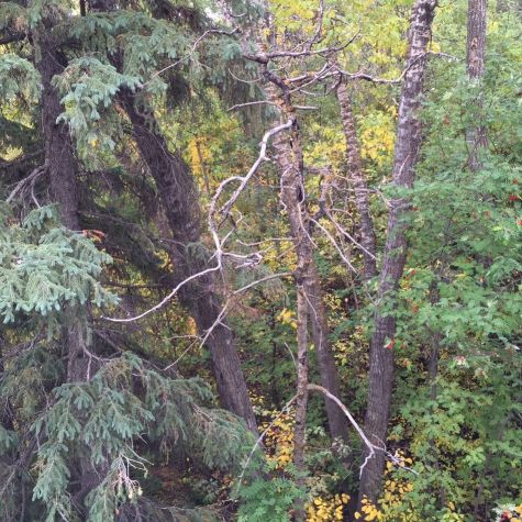 MacKinnon Ravine tree