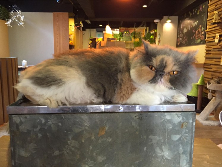 Neko-No-Jikan-Japan-Cat-Cafe, Linda Hoang