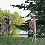 29317962405_0ef9b50eb3_q